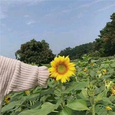 坐拥天下变态版下载